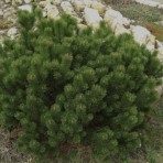 Pinus mugo — Cосна горная «Gnom»
