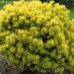 Pinus mugo — Cосна горная «Ophir»