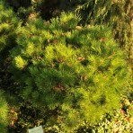 Pinus nigra — Сосна черная «Bambino»