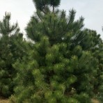 Pinus pallasiana — Сосна крымская