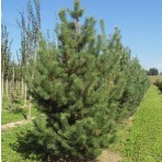 Pinus silvestris — Сосна обыкновенная