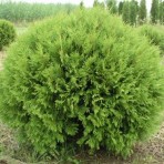 Thuia occidentslis — Туя западная «Globosa»
