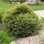 Thuia occidentslis — Туя западная «Stoiwik»