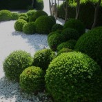 Buxus semperflorens — Самшит вечнозеленый