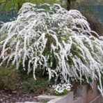 Spirea cineria — Спирея серая «Grefsheim»