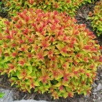 Spirea japonica — Спирея японская «Goldflаm»