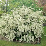Spirea vanguttei — Спирея Ван-Гутта