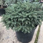 Picea omorika — Ель сербская «Karel»
