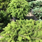 Ель обыкновенная «Nidiformis»