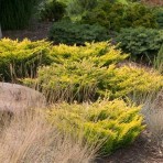 Juniperus horizontalis — Можжевельник горизонтальный «Limeglow»