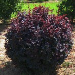 Berberis Thubergii — Барбарис Тунберга «Superba»