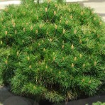 Pinus nigra — Сосна черная «Brepo»