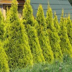 Туя западная «Golden Smaragd»