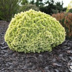 Picea glauca — Ель канадская «Dendrofarma Gold»