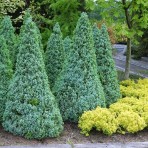 Picea glauca — Ель канадская «Sanders Blue»