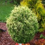 Thyja occidentalis — Туя западная «Gold Perle»