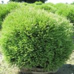 Thyja occidentalis — Туя западная «Mr. Bowling Ball»