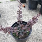Berberis Thubergii — Барбарис Тунберга  «Darks Red Lady»