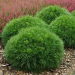 Pinus mugo — Cосна горная «Varella»