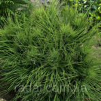 Pinus nigra — Сосна черная «Spilberg»