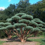 Pinus mugo — Сосна обыкновенная «Whatererу»